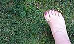 Emerald Eclipse Perennial Ryegrass and Fine Fescue Shade Mix