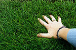 Emerald Eclipse Perennial Ryegrass and Fine Fescue Shade Mix