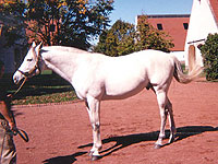 Oregon Horse Pasture Seed